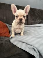 Franse bulldog puppy (laatsde ), Dieren en Toebehoren, Parvo, 8 tot 15 weken, Teef, Bulldog