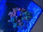 Inhoud zeeaquarium, Dieren en Toebehoren, Ophalen, Zo goed als nieuw, Gevuld zeewateraquarium