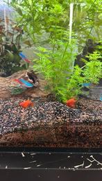 Playts af te halen, Dieren en Toebehoren, Vis