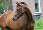 2 jarige Expression x Uphill merrie, Merrie, 0 tot 2 jaar