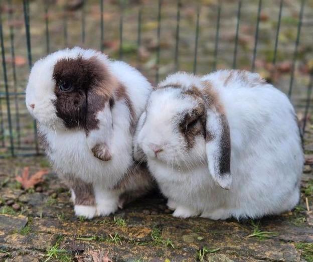 Lief koppel minilops, Dieren en Toebehoren, Konijnen, Klein, Meerdere dieren