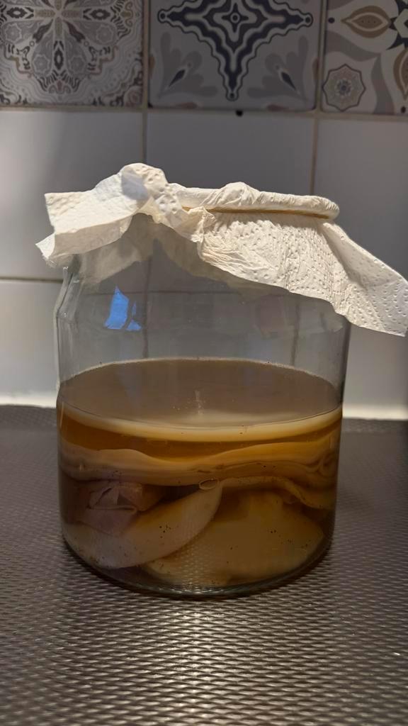 Biologische Kombucha SCOBY - Maak je eigen Kombucha!, Diversen, Levensmiddelen, Ophalen