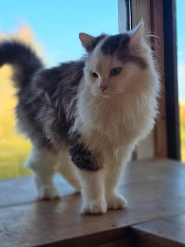 Sibeer x mainecoon, Dieren en Toebehoren, Katten en Kittens | Raskatten | Langhaar, Meerdere dieren