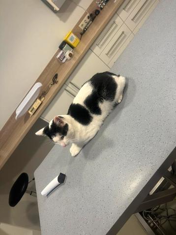 Gratis kater beschikbaar voor biedingen