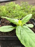 Aardpeer 'Weisse Truffel' (Helianthus tuberoses), Ophalen of Verzenden, Overige soorten, Volle zon