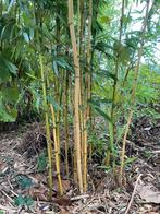 bamboe Phyllostachys aureosulcata, Tuin en Terras, Planten | Bomen, In pot, Halfschaduw, 250 tot 400 cm, Bloeit niet