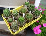 cactus - Echinopsis MORGENZAUBER, SEISMIC SHIMMER etc., Ophalen of Verzenden, Cactus, Volle zon, Minder dan 100 cm