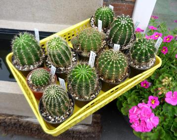 cactus - Echinopsis MORGENZAUBER, SEISMIC SHIMMER etc. beschikbaar voor biedingen