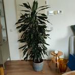 Mooie volle dracaena van 1m80, Ophalen, Overige soorten, Minder dan 100 cm