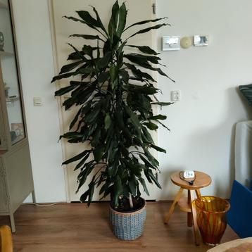 Mooie volle dracaena van 1m80 beschikbaar voor biedingen