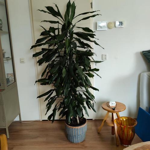 Mooie volle dracaena van 1m80, Huis en Inrichting, Kamerplanten, Overige soorten, Minder dan 100 cm, Ophalen