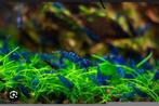 Blue Dream Shrimps, Kreeft, Krab of Garnaal