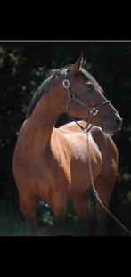 Springmerrie, Dieren en Toebehoren, Merrie, Springpaard, B, 7 tot 10 jaar