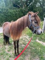 Appaloosa hengst, 0 tot 2 jaar, Hengst, A pony (tot 1.17m), Onbeleerd