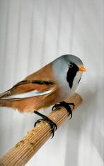 Baardmannetje, Dieren en Toebehoren, Mannelijk, Wildzangvogel