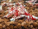 Red fancy tiger garnalen / red fancy tijger garnalen, Dieren en Toebehoren, Kreeft, Krab of Garnaal, Zoetwatervis, Schoolvis