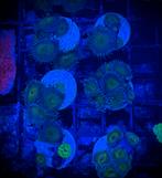 Captain jerk zoas, Dieren en Toebehoren, Vissen | Aquariumvissen, Overige typen