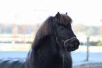 Lieve Shetlander te koop, Dieren en Toebehoren, Ruin, Niet van toepassing, A pony (tot 1.17m), Ontwormd