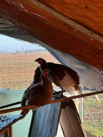 Rode ardenner kalkoenen te koop beschikbaar voor biedingen