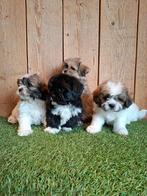 ZEER mooie speelse boomer pups., Parvo, Overige rassen, 8 tot 15 weken, Meerdere