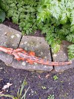 Houten krokodil 40cm, Dieren en Toebehoren, Reptielen en Amfibieën, Hagedis