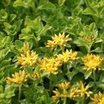 Sedum, vetkruid. Zeer sterke rotsplant en bodembedekker, Tuin en Terras, Planten | Tuinplanten, Bodembedekkers, Volle zon, Vaste plant