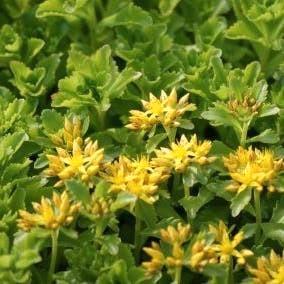 Sedum, vetkruid. Zeer sterke rotsplant en bodembedekker  beschikbaar voor biedingen