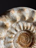 XL fossiel ammoniet op standaard, Verzamelen, Mineralen en Fossielen, Ophalen, Fossiel