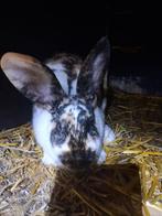 Konijn, Dieren en Toebehoren, Konijnen, Vrouwelijk, Groot, 0 tot 2 jaar