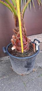 Washitonia Robusta palmboom Mexicaanse, Tuin en Terras, Ophalen, Zomer, Overige soorten, Volle zon