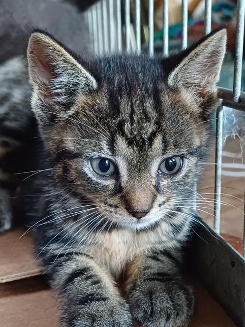 Prachtige kittens, Dieren en Toebehoren, Katten en Kittens | Overige Katten, Kortharig, Meerdere dieren, 0 tot 2 jaar