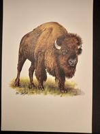Bizon, Verzenden, 1980 tot heden, Zo goed als nieuw, Dier