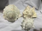Schelpen, paardehoorm- helm-murex schelp, Verzamelen, Mineralen en Fossielen, Ophalen of Verzenden, Schelp(en)