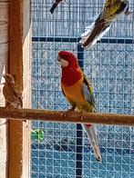 koop een mooie goudmantel rossella man, Dieren en Toebehoren, Vogels | Parkieten en Papegaaien, Mannelijk, Parkiet, Geringd