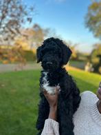 Labradoodle puppy’s te koop, Reu, Groot, Meerdere, Nederland