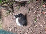 Grote konijnen .koppeltje, Dieren en Toebehoren, Meerdere dieren, Groot