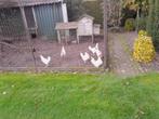 witte leghorn, Dieren en Toebehoren, Vrouwelijk, Kip