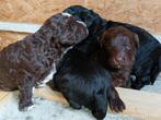 Bernedoodle F2b pups, Dieren en Toebehoren, Honden | Niet-rashonden, CDV (hondenziekte), Particulier, Meerdere, 8 tot 15 weken
