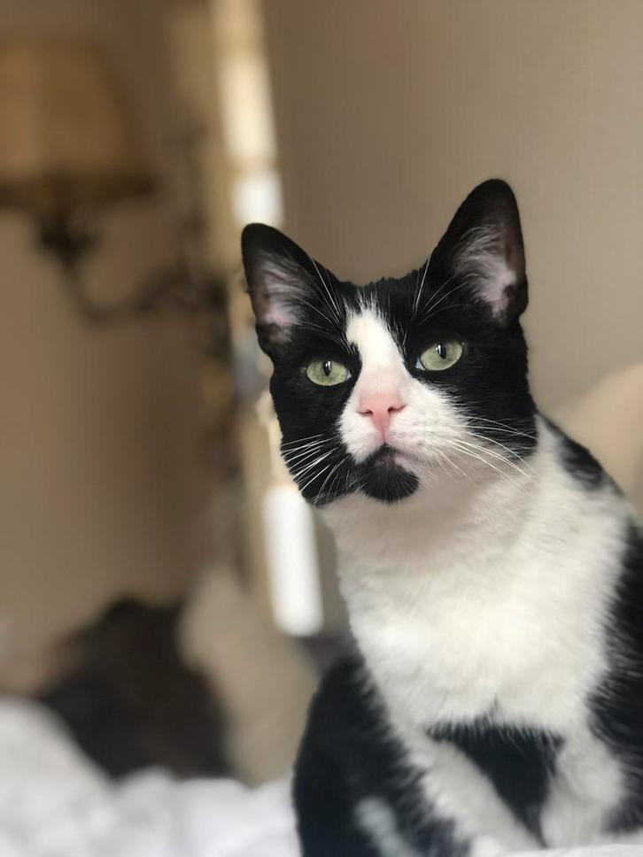 (Gratis) Twee zusjes zoeken een warm nestje, Dieren en Toebehoren, Katten en Kittens | Dekkaters, 6 jaar of ouder