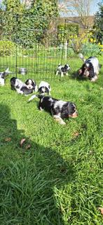 Cocker spaniel puppies, Dieren en Toebehoren, Honden | Retrievers, Spaniëls en Waterhonden, Particulier, Meerdere, 8 tot 15 weken