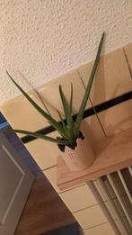 Aloë Vera plant in pot, Ophalen, In pot, Halfschaduw, Minder dan 100 cm