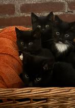 5 onwijs lieve en sociale kerst kittens, Dieren en Toebehoren, Meerdere dieren, Kortharig, 0 tot 2 jaar
