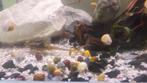Appelslakken Mix, Dieren en Toebehoren, Vissen | Aquariumvissen, Slak of Weekdier, Zoetwatervis