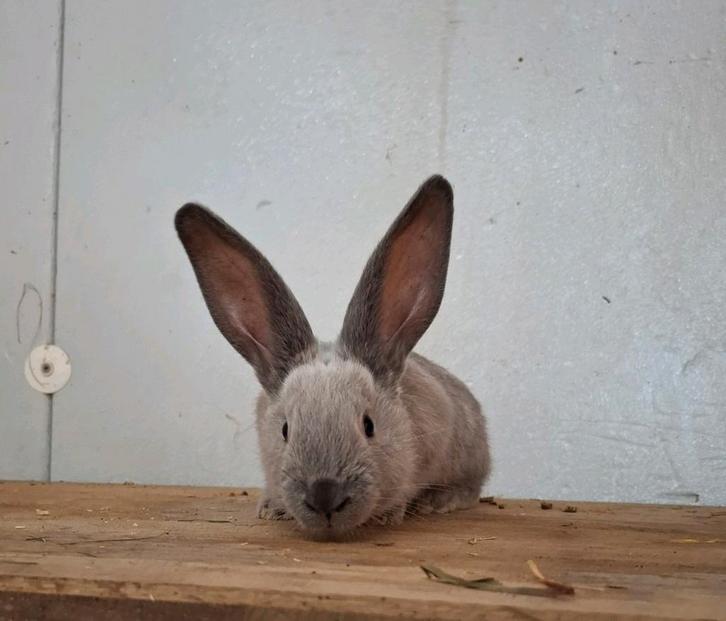 Vlaamse reuzen in Siameze kleuren, Dieren en Toebehoren, Konijnen, Groot, Meerdere dieren