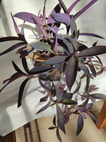 Tradescantia beschikbaar voor biedingen
