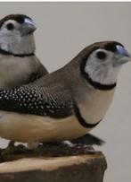 Te koop gevraagd paar span bichenow, Dieren en Toebehoren, Vogels | Overige Vogels, Meerdere dieren, Tropenvogel