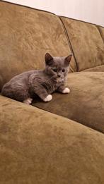 Mooi Brits korthaar, Dieren en Toebehoren, Katten en Kittens | Raskatten | Korthaar, Kater, 0 tot 2 jaar