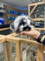 Te koop lieve jonge Nederlandse dwerghangoor konijntjes, Dieren en Toebehoren, Meerdere dieren, Dwerg, Hangoor, 0 tot 2 jaar