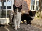 Mooie jonge poesjes, Dieren en Toebehoren, Katten en Kittens | Overige Katten