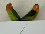 Lieve Agapornis Dwergpapegaai Fischerie Roseicolle Personata, Meerdere dieren, Dwergpapegaai of Agapornis